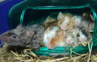 8 Farbmäuse, 4 wochen alt, zu verschenken