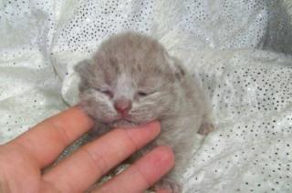Britisch Kurzhaar Kitten in blau und lilac