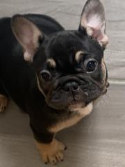 Französische Bulldoggen
