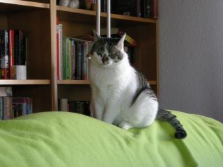 Katzensitter gesucht