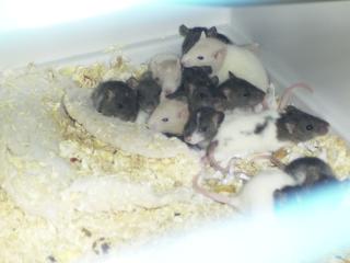 Rattenbabys suchen ein neues zu Hause