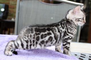 Rarität - silver Bengal Kitten US-Import