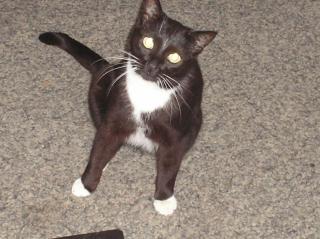 Schwarze Katze mit weißen Pfoten zugelaufen