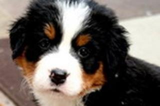 Kostenloses Eukanuba Paket für Privat oder Züchter
