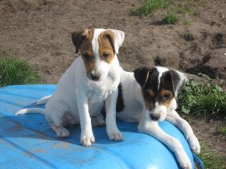 PARSON JACK RUSSELL TERRIER WELPEN