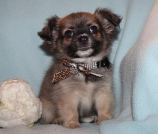 Chihuahua- und Minichihuahuawelpen aus seriöser Zucht