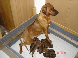 Rhodesian Ridgeback Welpen ohne Papiere