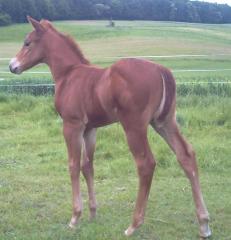 Ausdruckstarkes Quarter Horse Hengstchen