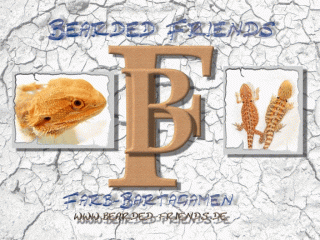 Farb-Bartagamen Nachzuchten