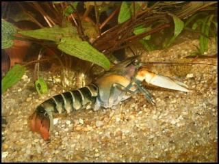 2x Cherax Zebrakrebse Cherax Peknyi abzugeben