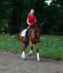 Hallo liebe Ponybesitzer D