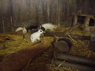 ZWERGKANINCHEN AUS RABBITS-HÖHLE