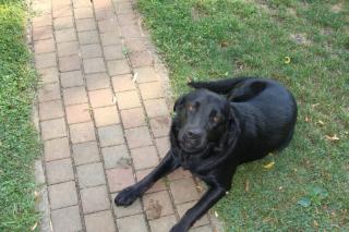 Schwarzer Labrador günstig abzugeben
