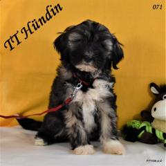 2 Tibet Terrier Welpen in der Farbe Zobel suchen eine neue Familie