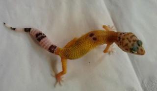 Leopardgeckos HYPO