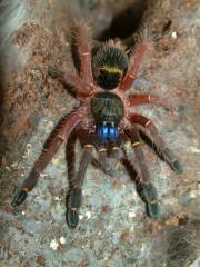 2 Blauzahnvogelspinnen, Seltenheit