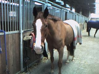 Pferd sucht Reiter