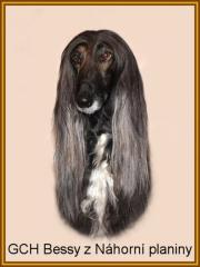 Afghanischer Windhund mit Papiere