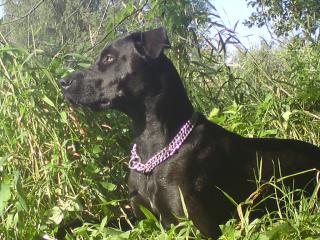Suche Dobermann-Deckrüden