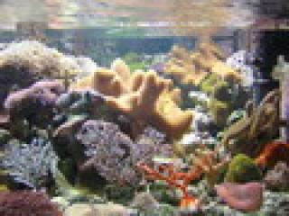 Meerwasser, Aquarieneinrichtungen, Clownfische Nachzucht