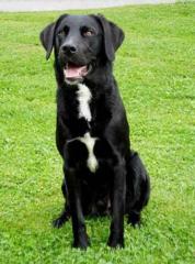Bildschöner Labrador/Golden Retriever Deckrüde