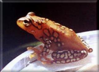 Suche punktierter Riedfrosch Hyperolius puncticulatus