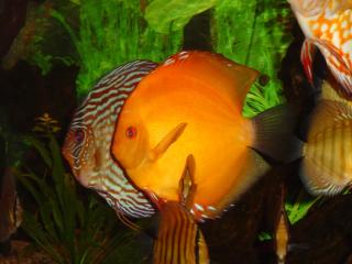 Diskusfische aus eigener Zucht