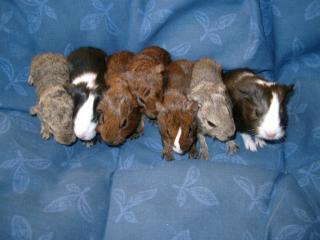 Meerschweinchen