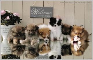 Pomeranianwelpen orangegescheckt