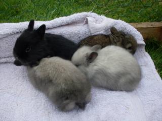 Löwenköpchen Babys