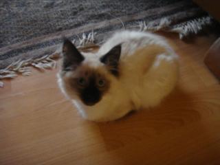 Zuckersüßes Birma-Kitten Lady sucht ein neues zu Hause