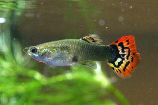 Guppys -ab 0, 60Euro super günstig