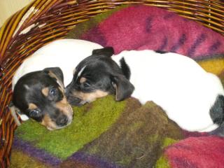 Jack Russel Terrier Welpen