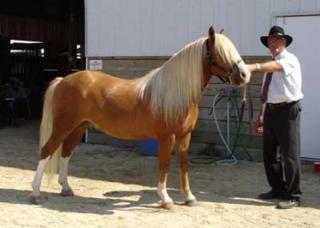 6Jahre alt Haflinger stute, hengst und Wallach pferde zu verkaufen.