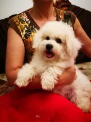 Bichon frise Welpen