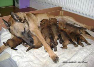 Welpen - Belgische Schäferhund Malinois