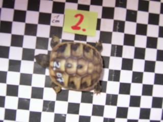 Griech. Landschildkröten