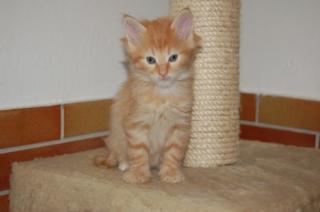 Traumhafte Norwegerkitten zu verkaufen