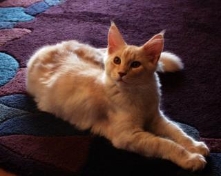 Drollige Maine Coon-Teenies suchen Familienanschluss