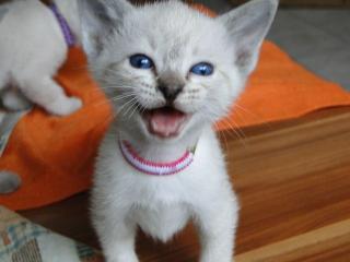 Thai Kitten alte Siam Form mit Stammbaum Thaikitten Siamkitten