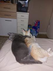 2 kastrierte kater suchen neues zuhause