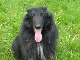 Schäferhund, Belgischer Groenendael