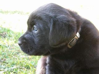 SCHWARZE LABRADOR WELPEN REINRASSIG