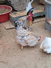 Bruteier Reinrassige ayam serama
