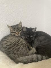 Zwei Kitten suchen ein tolles zuhause