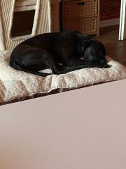 Boxer mix Hündin 1 Jahr