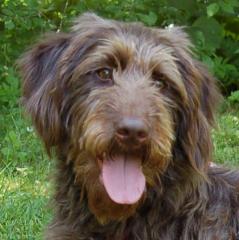 Ilse - weiblich 1 Jahr 56 cm 20 kg Labradoodle Gechipt Nicht kastriert