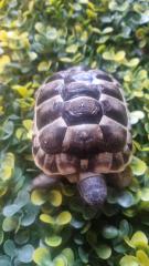 Maurische Landschildkröten aus 2024 - mit Papieren