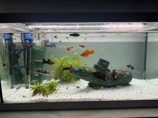 Aquarium mit Fische und Zubehör