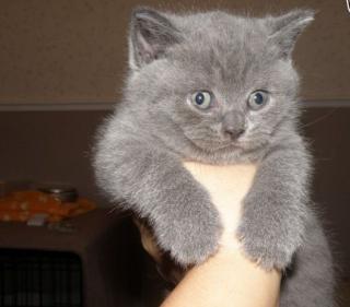 Britisch Langhaar Highlander Britisch Kurzhaar Katze